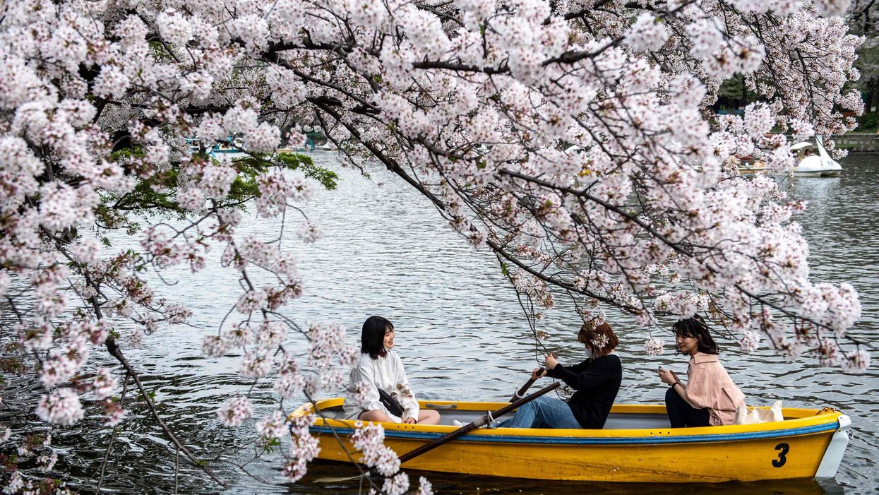 Japan’s cherry blossoms bloom in Kyoto on earliest date on record, sparking climate change concerns
