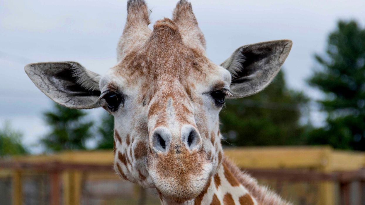 April the giraffe, star of viral pregnancy livestream, dies following arthritis issues