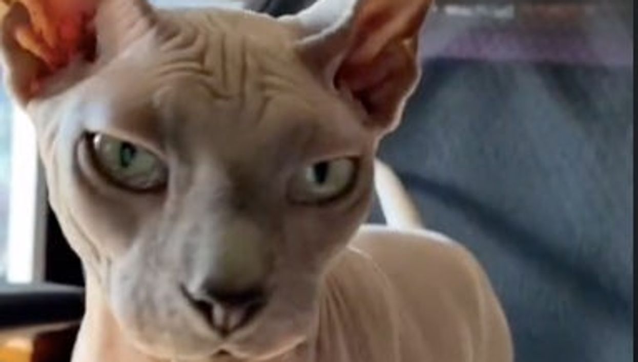 Delivery man caught on camera comparing hairless cat to his shaved balls in hilarious TikTok