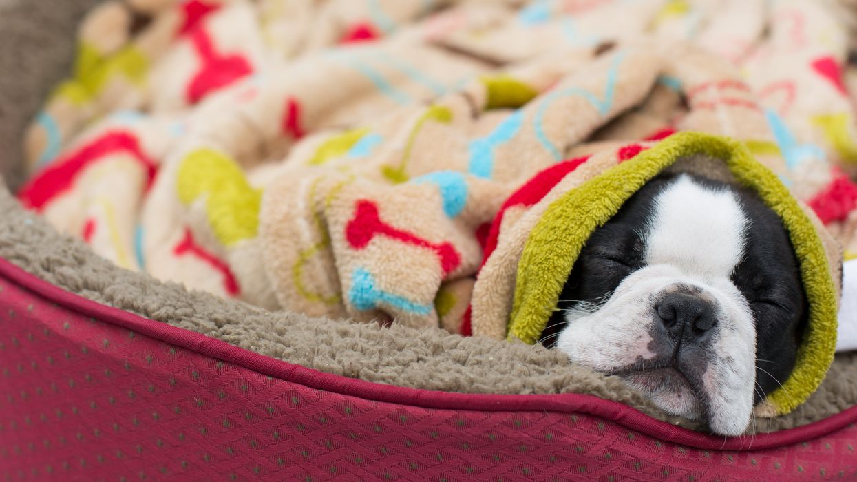 10 best dog beds to help your pup snooze in comfort and style
