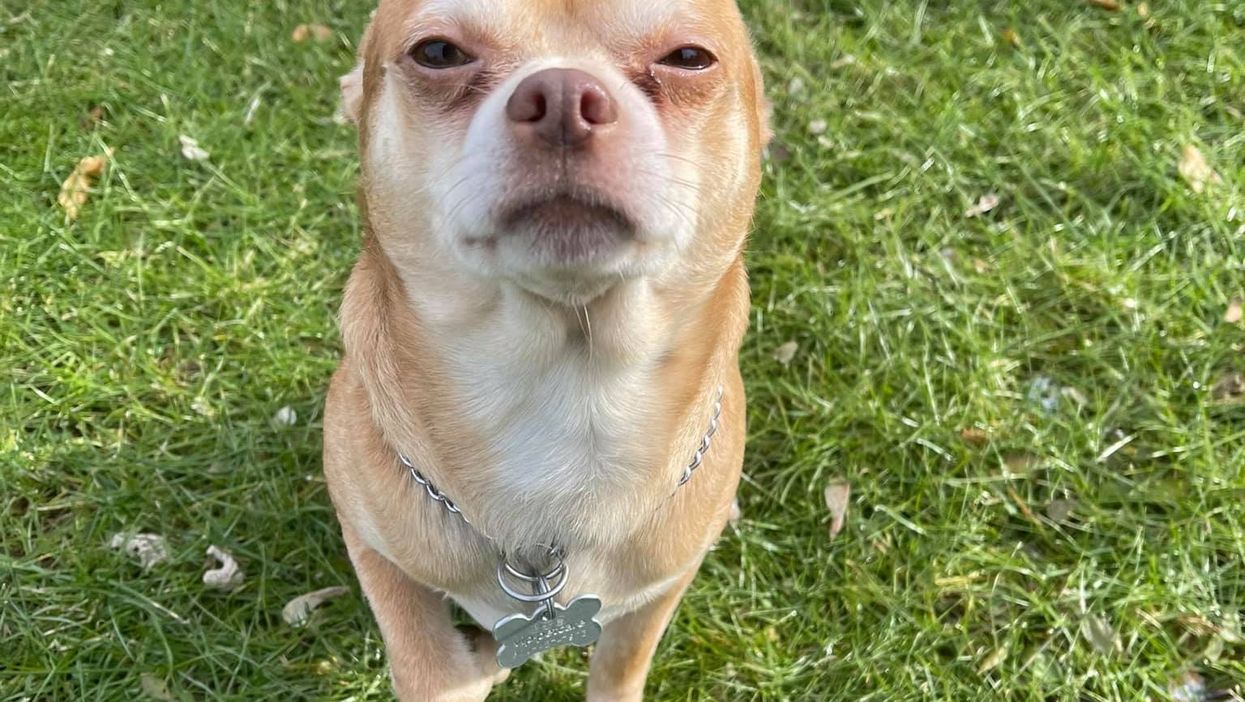 Brutal adoption advert for ‘demonic man-hating’ Chihuahua goes viral