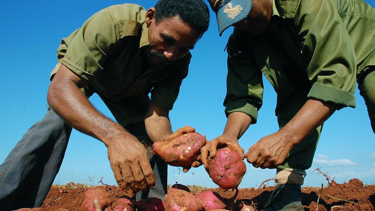 The confusion between yams and sweet potatoes is actually racist—here’s why