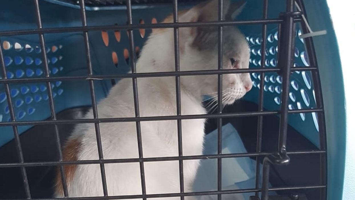 Drug dealer’s cat caught trying to smuggle ‘white powder’ into prison