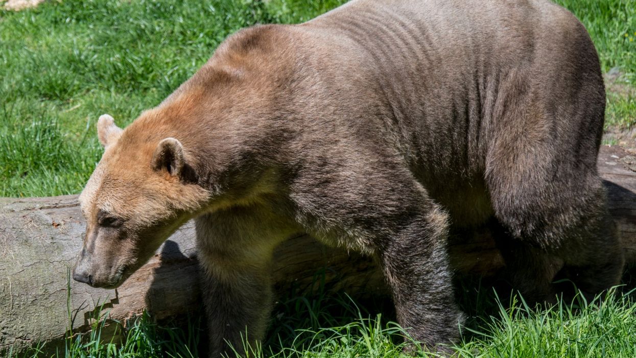 ‘Pizzly bear’ hybrid of polar and grizzly bears could soon become ‘more common’ due to global warming