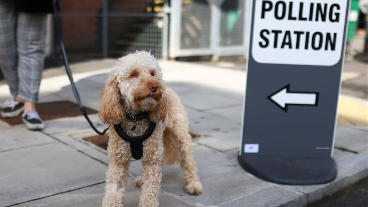 17 of the cutest dogs and other pets at polling stations on election day