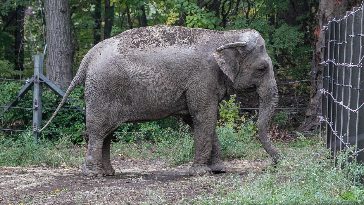 Happy the Elephant to become the first non-human to make it all the way to state’s top court