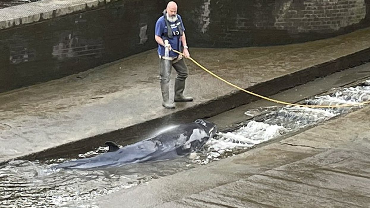 Small whale freed after getting stuck at lock on River Thames in London