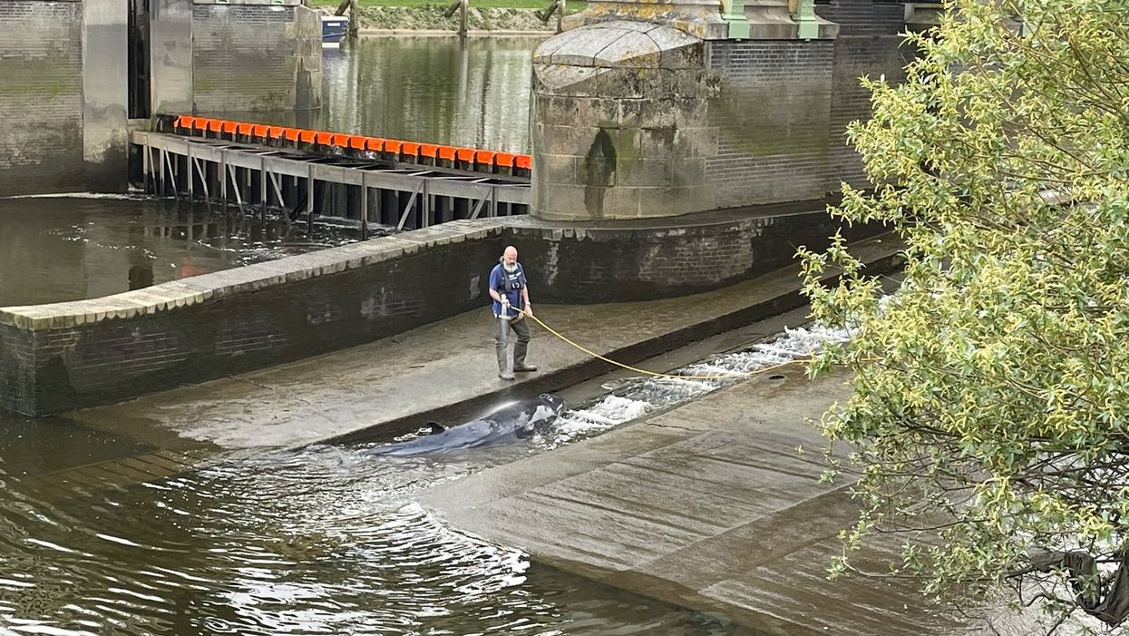 Small whale freed after becoming stranded still in River Thames