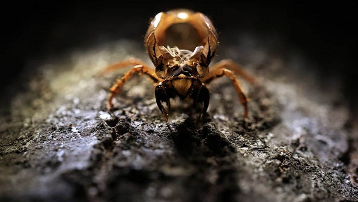 Billions of cicadas are about to emerge in the US - here’s how to cook them