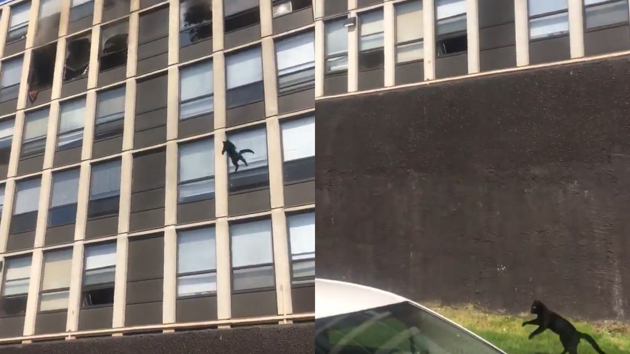 Amazing moment hero cat jumps to safety from burning building in Chicago