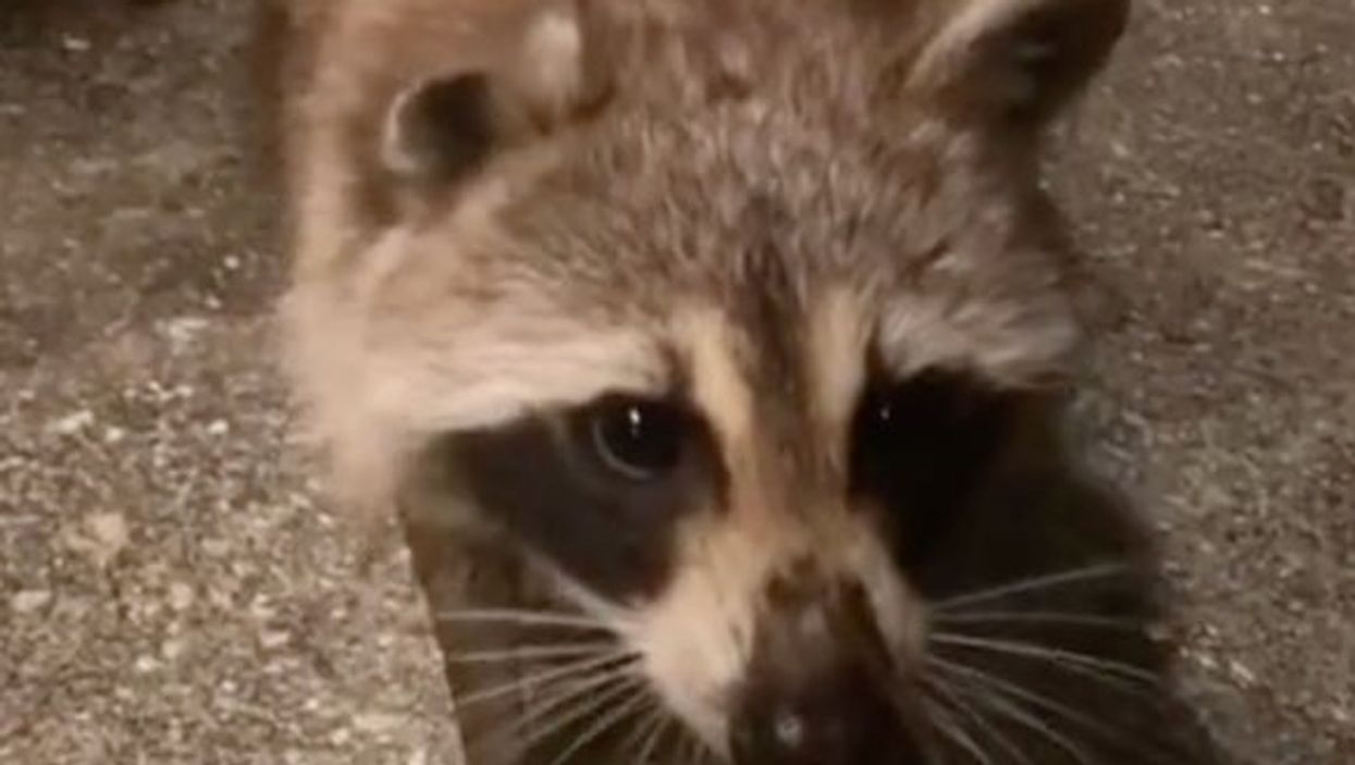 Woman bought house and inherited cute raccoon that visits every night for dinner