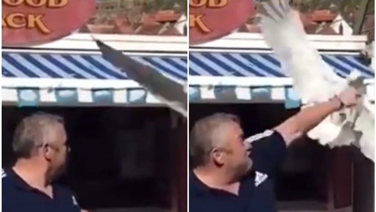 Moment man punches seagull as it tries to grab his food
