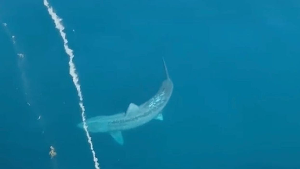 No, this gigantic shark is not a ‘megalodon’