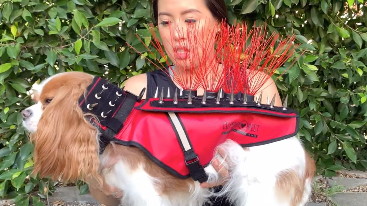 Tiny dogs are now wearing neon body armor with spikes to stop themselves being kidnapped by hawks