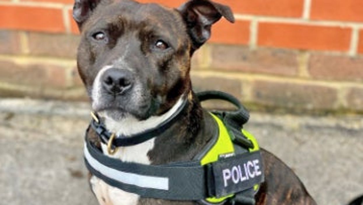 Abandoned Staffie turns life around to sniff out danger at royal events