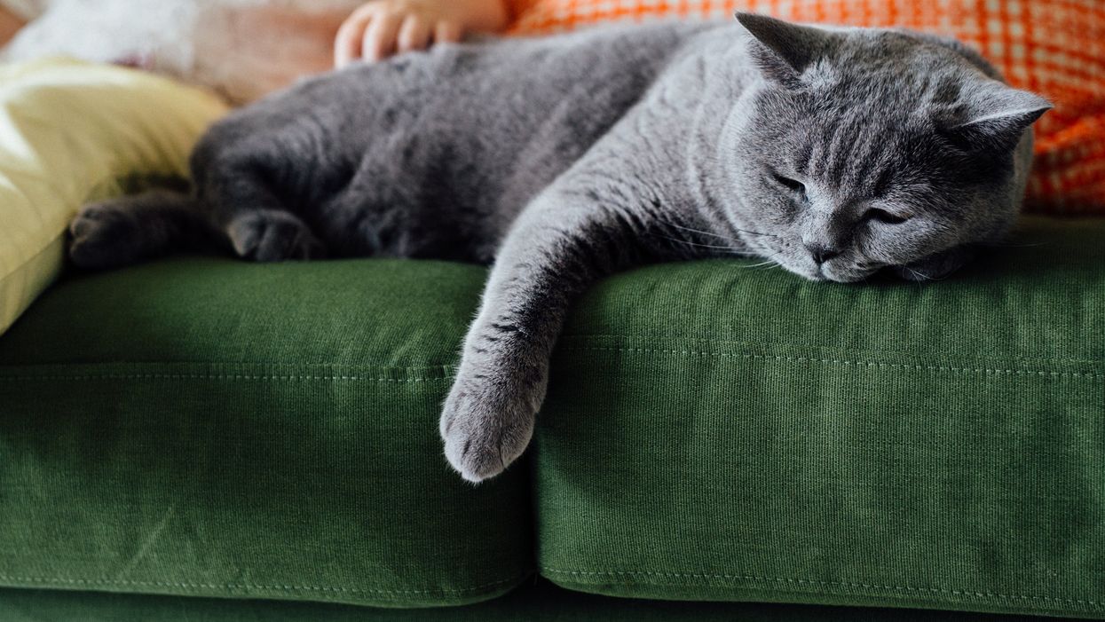The five types of relationships cats can have with their owners, according to research