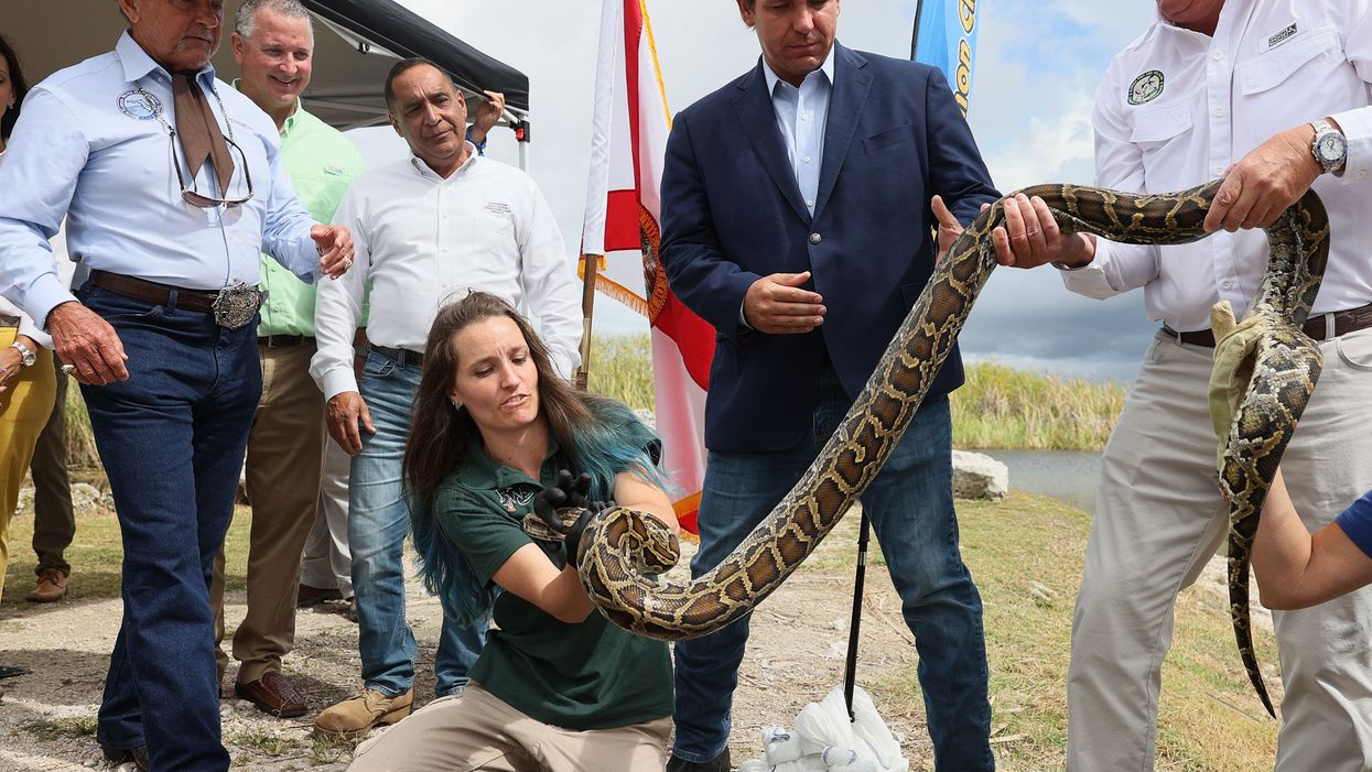 Florida governor to give prizes to people who catch the longest python