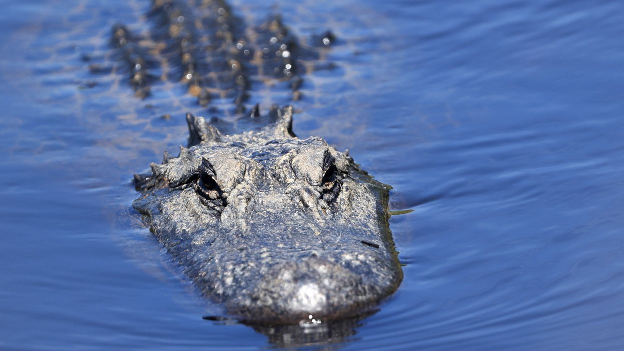 Man suffers horrific injuries after being mauled by 9ft alligator that chomped on head