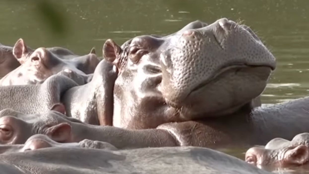 Pablo Escobar’s ‘cocaine hippos’ won’t stop having sex and are ruining rivers with toxic poop