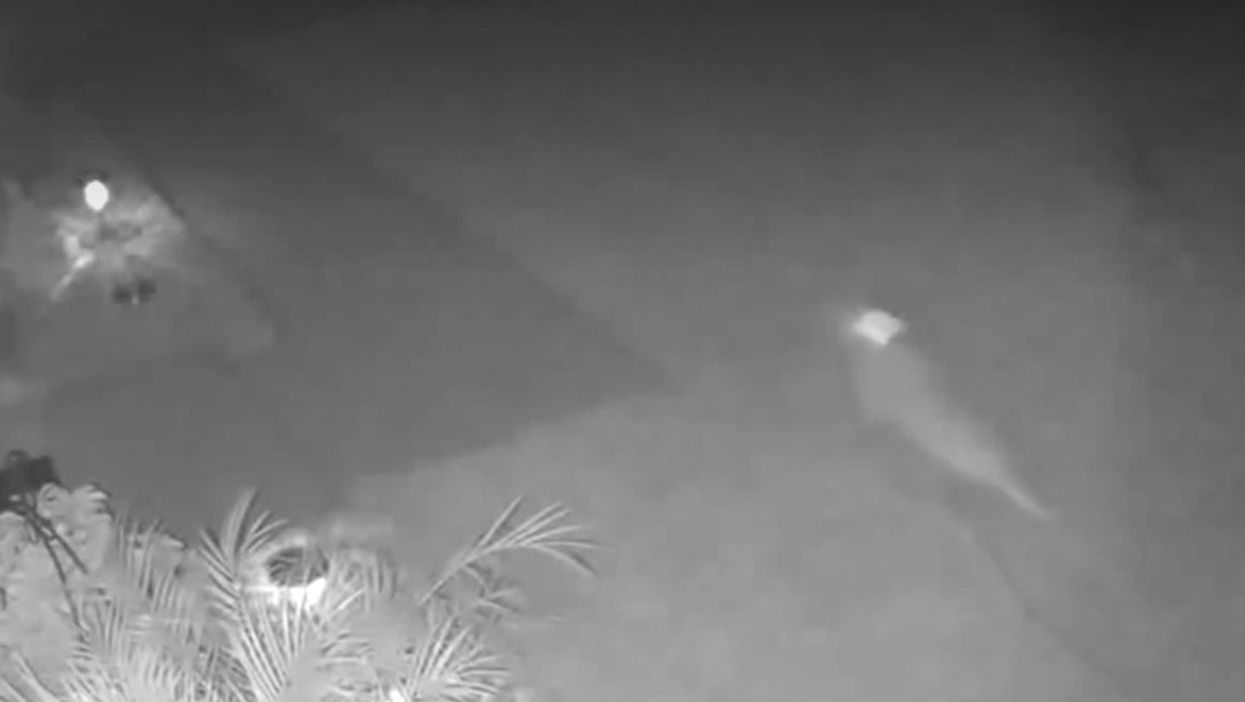 Woman in Florida shares footage of ‘baby dinosaur’ running across lawn