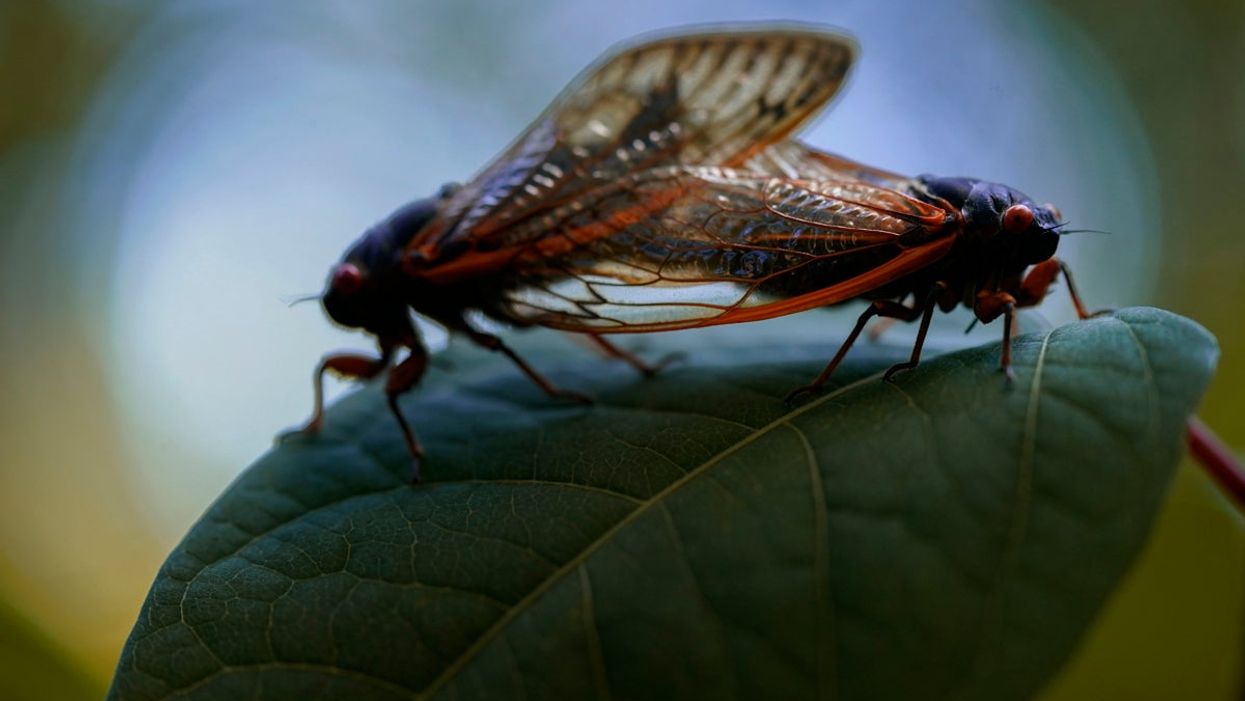 Bad news: those fat cicada bugs love landing on humans and this is why