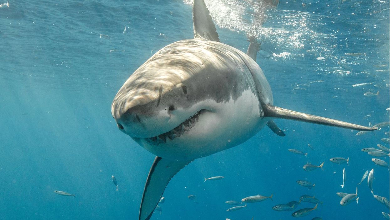Great white sharks are swarming New York beaches just as everyone hits the sand for summer