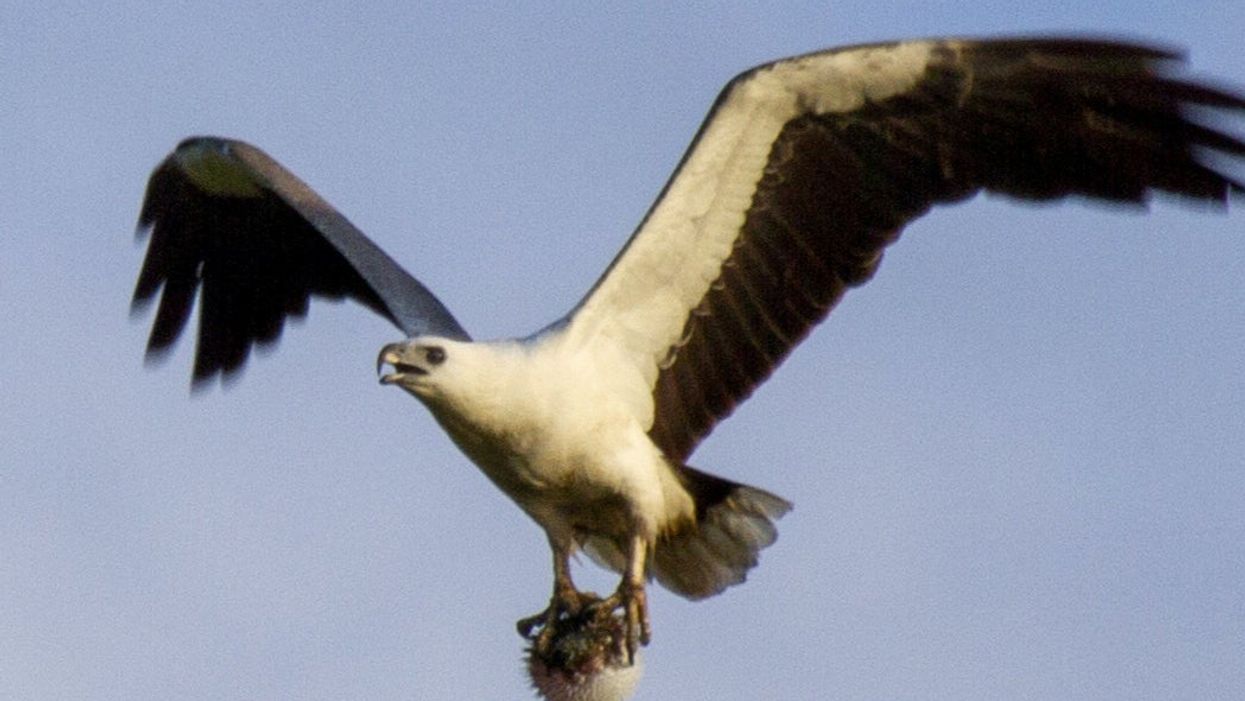 Amazing photograph shows sea eagle catching fully inflated puffer fish then flying off