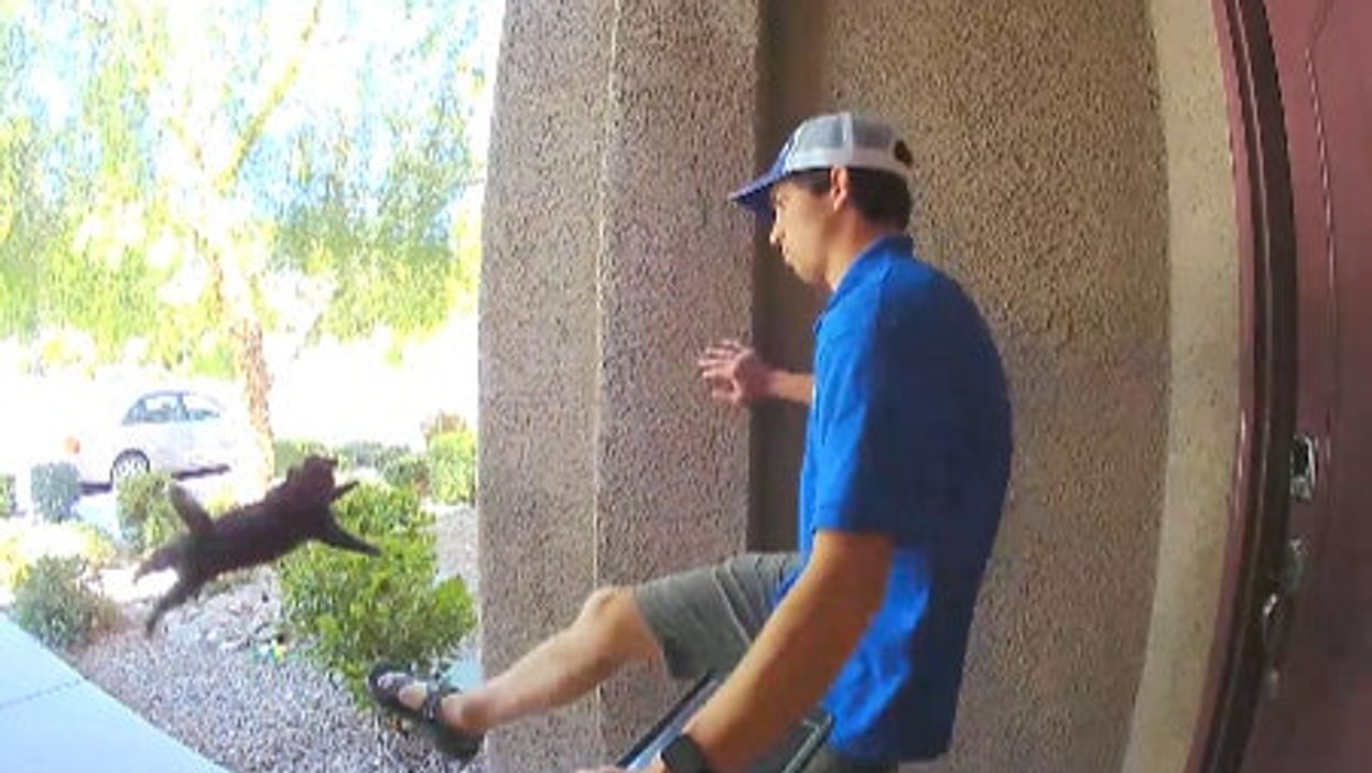 Stomach-churning door cam video captures pest control worker kicking cat into the air