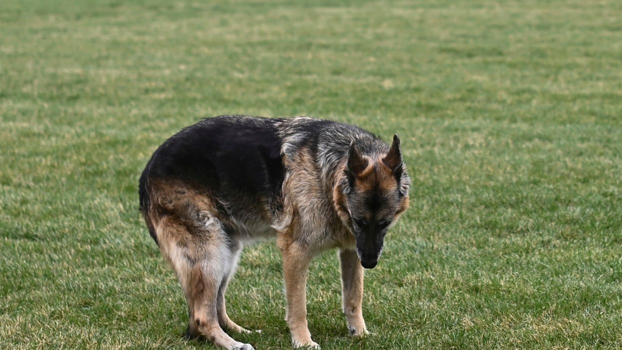 Joe and Jill Biden pay tribute as dog Champ dies aged 13: ‘We love our sweet, good boy’