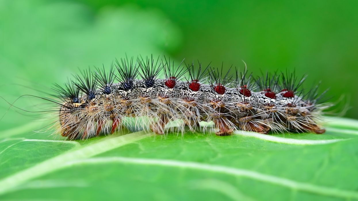 It’s raining poo in New York because of huge amounts of caterpillars