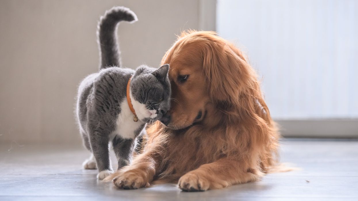 10 best pet supply deals available on Amazon Prime Day 2021