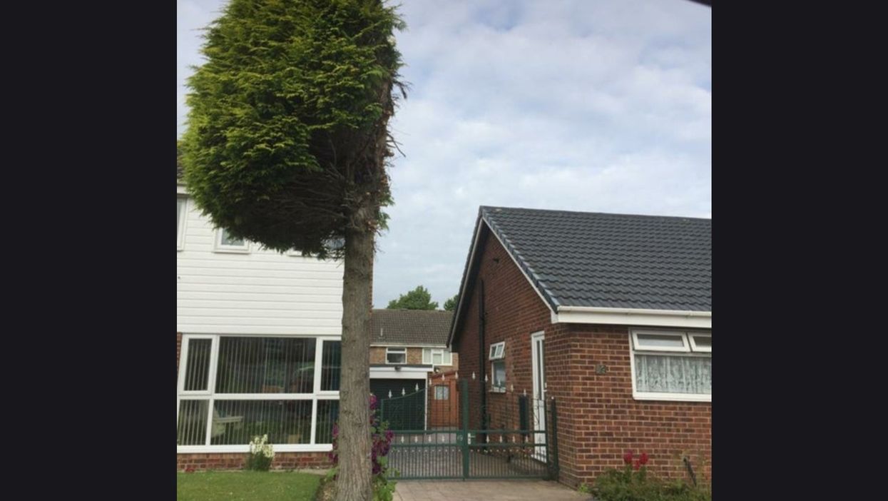 This tree perfectly sums up ‘British pettiness’ between neighbours