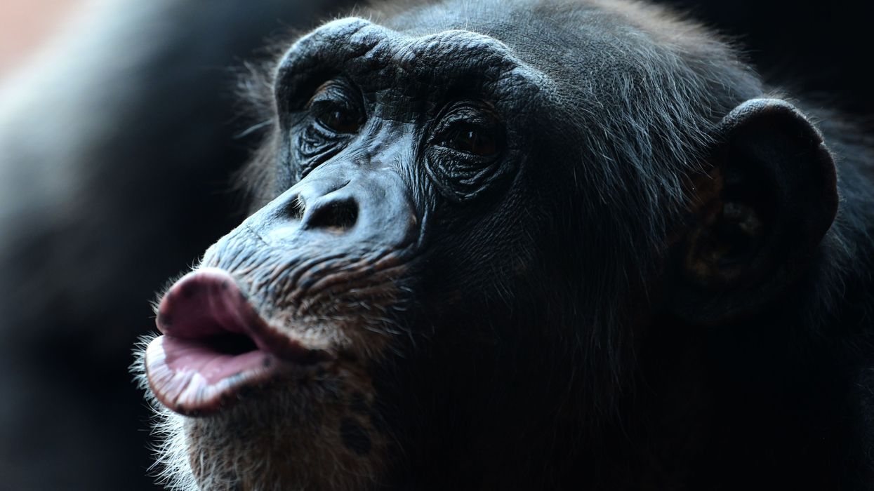 Scientists simulated how monkeys would sound if they could talk and it's  terrifying | indy100