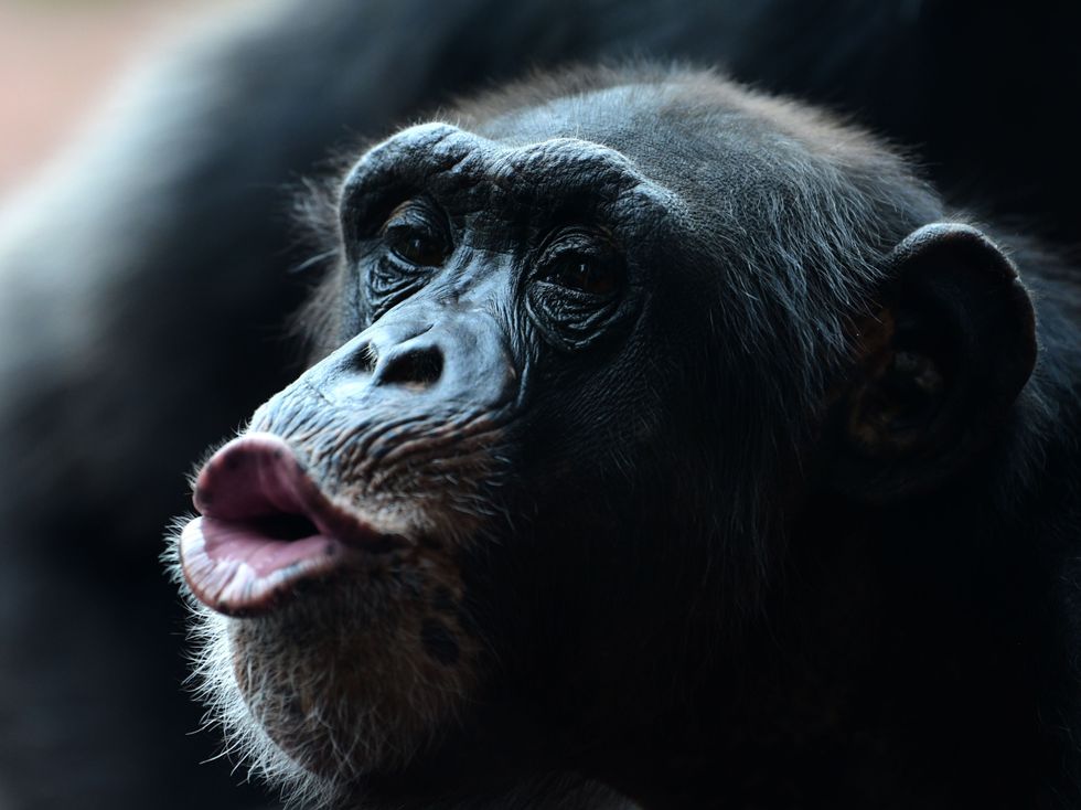 Scientists simulated how monkeys would sound if they could talk and it's  terrifying | indy100