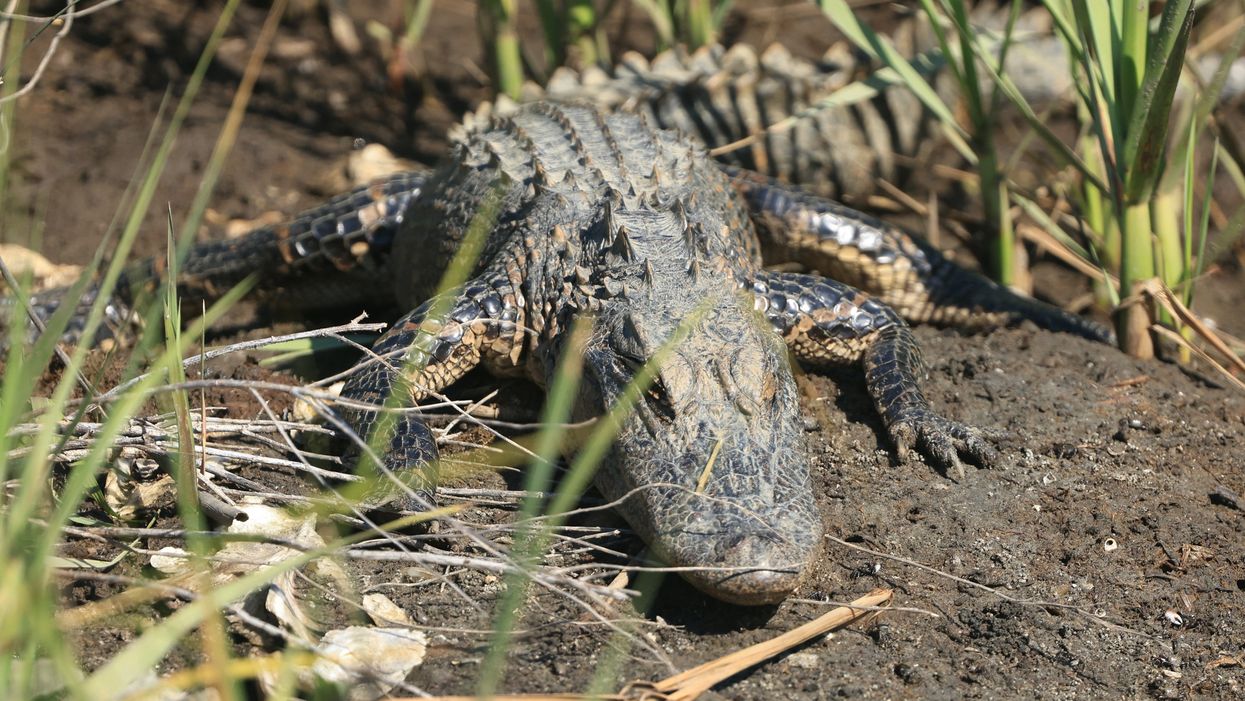 An alligator tried to enter a Florida church, so the pastor attempted to baptise it