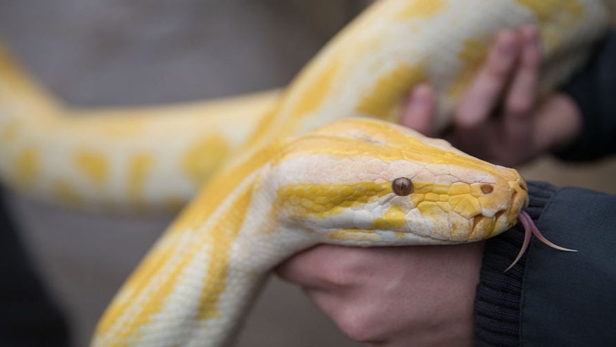 Man bitten on his genitals by a snake hiding in his toilet
