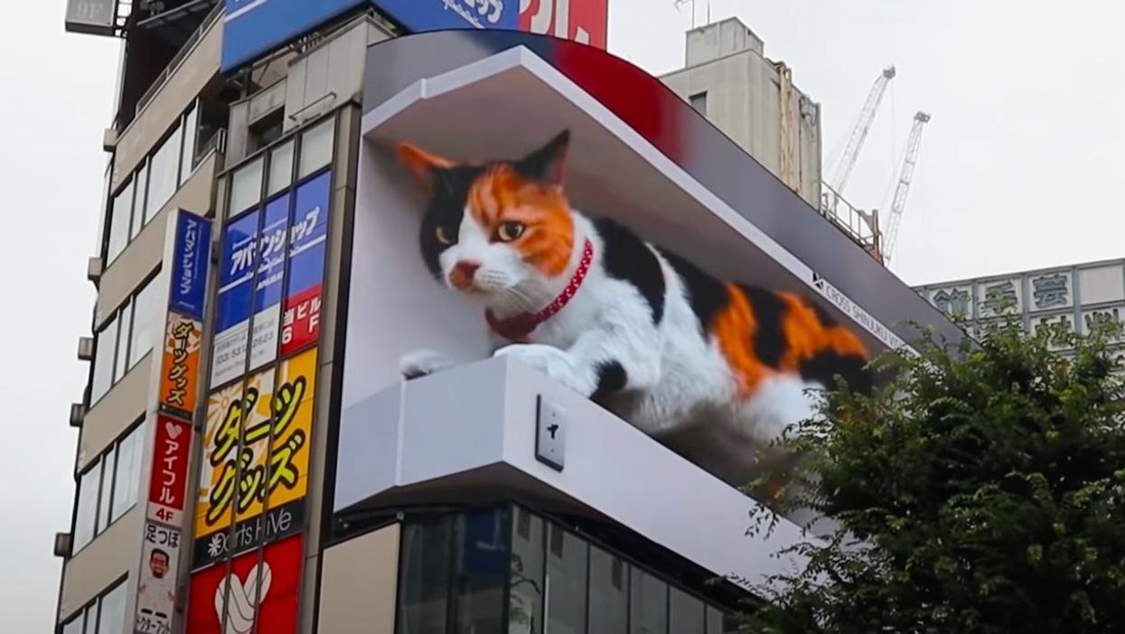 A 3D digital cat is melting hearts after being projected over billboard in Japan