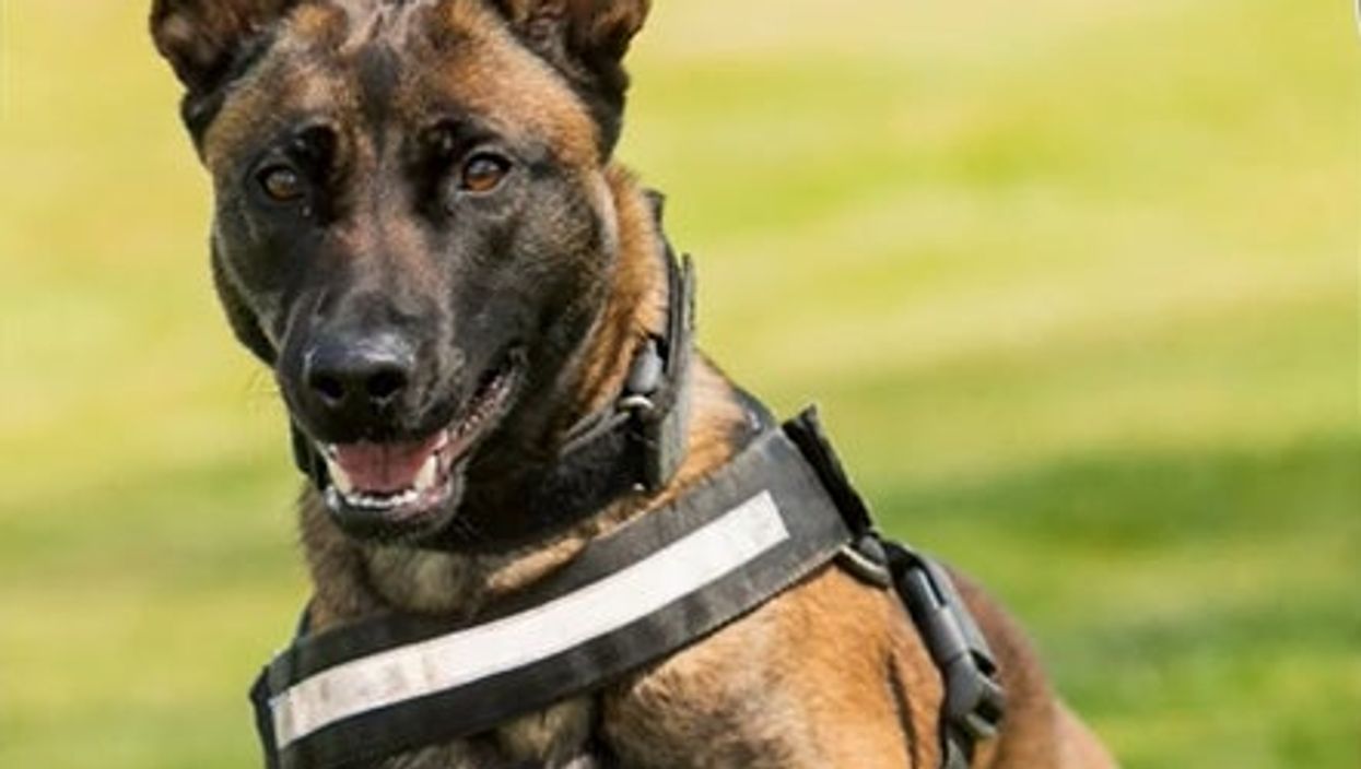 Moment hero police dog pins man to ground after ‘dangerous driving’