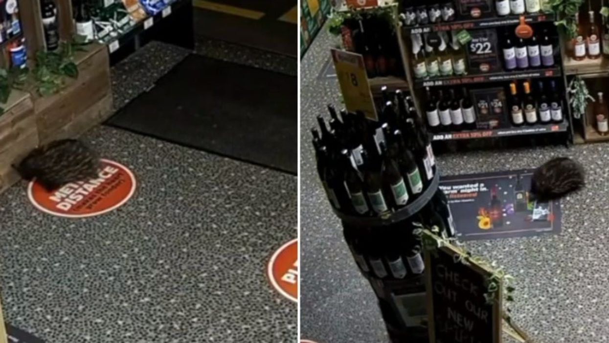 Thirsty echidna breaks into alcohol shop and causes total chaos – before falling asleep under champagne shelf