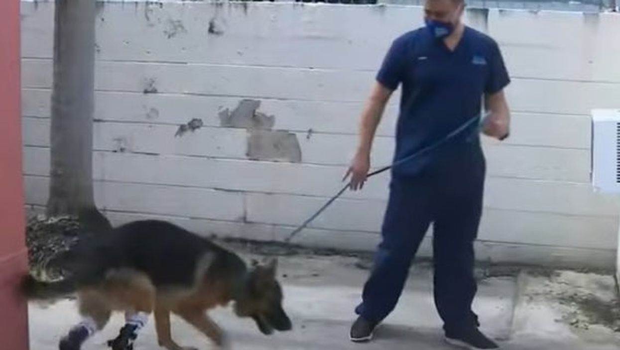 German shepherd born without back paws learning to walk with prosthetics