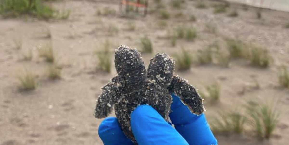 Two headed Sea Turtle Hatchling Found At South Carolina Park Indy100 Two headed sea turtle hatchling found at south carolina park indy100