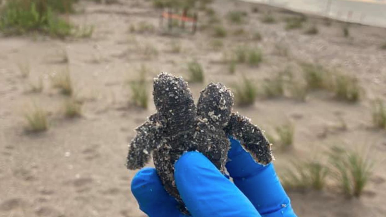 Two-headed sea turtle hatchling found at South Carolina park