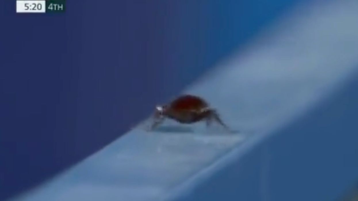 Camera operator pauses on Olympics hockey coverage to film cockroach – and viewers are baffled