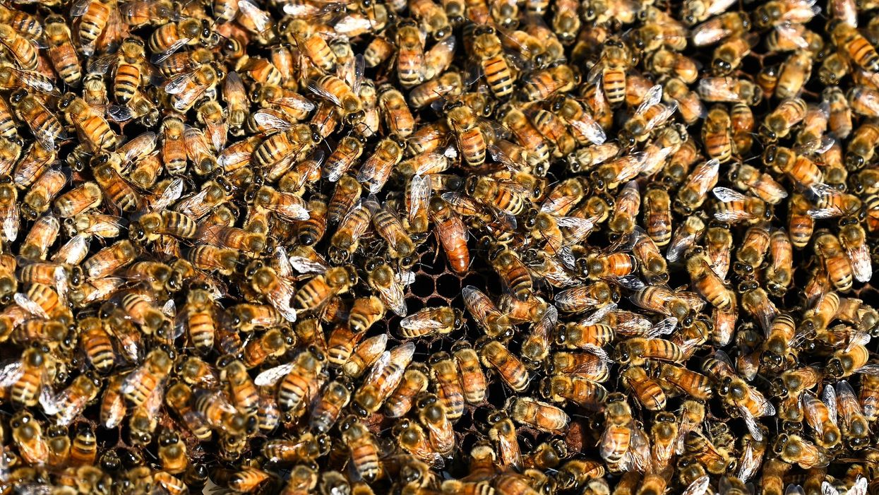 Man killed after disturbing 100-pound hive of bees