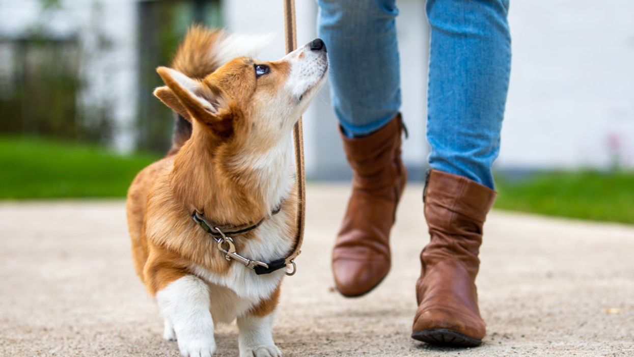 Dog owner sent ‘next level creepy’ text by stranger who took number off pet’s collar