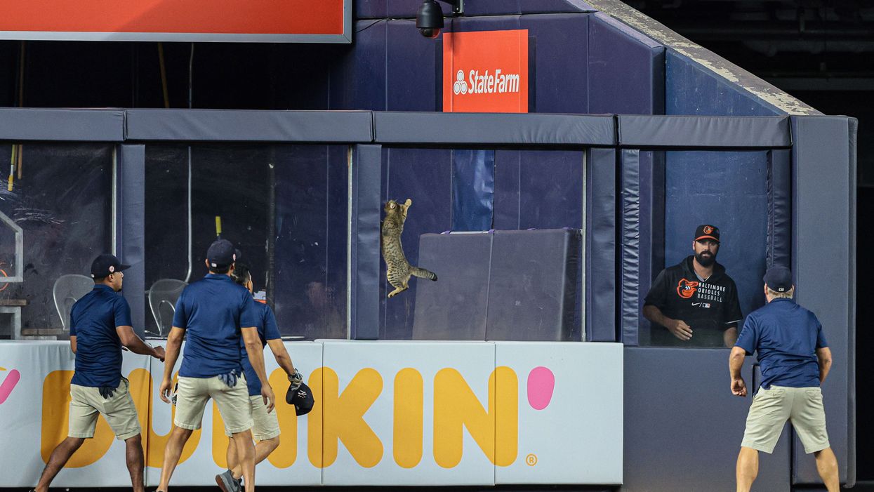Cat manages to invade baseball field during New York Yankees game and causes absolute mayhem