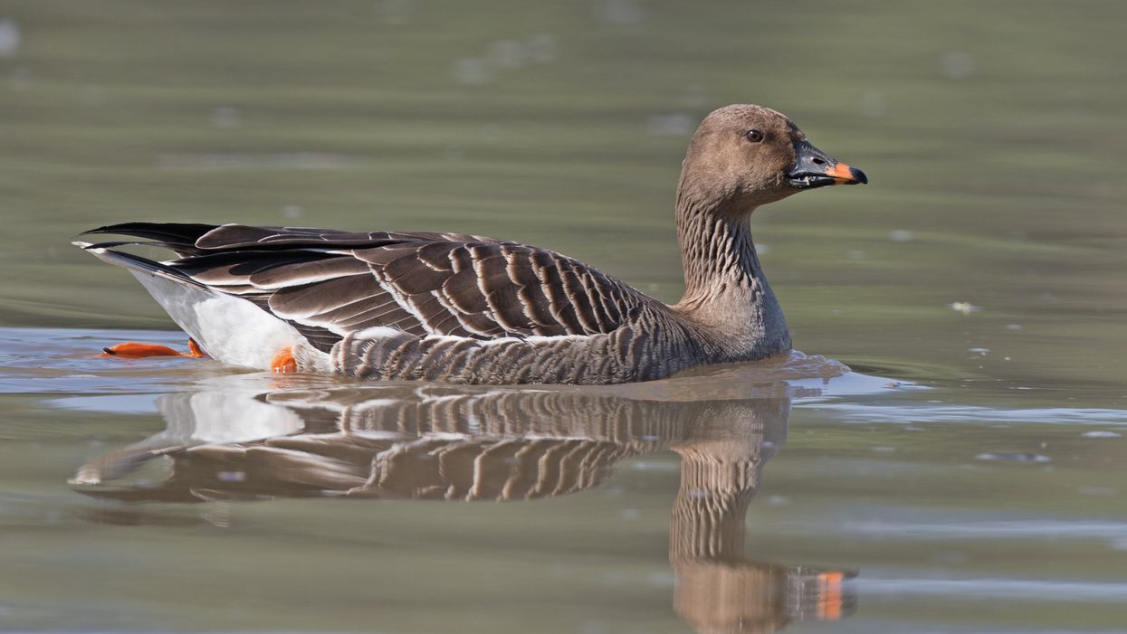 Goose leaves people baffled after being photographed flying upside down