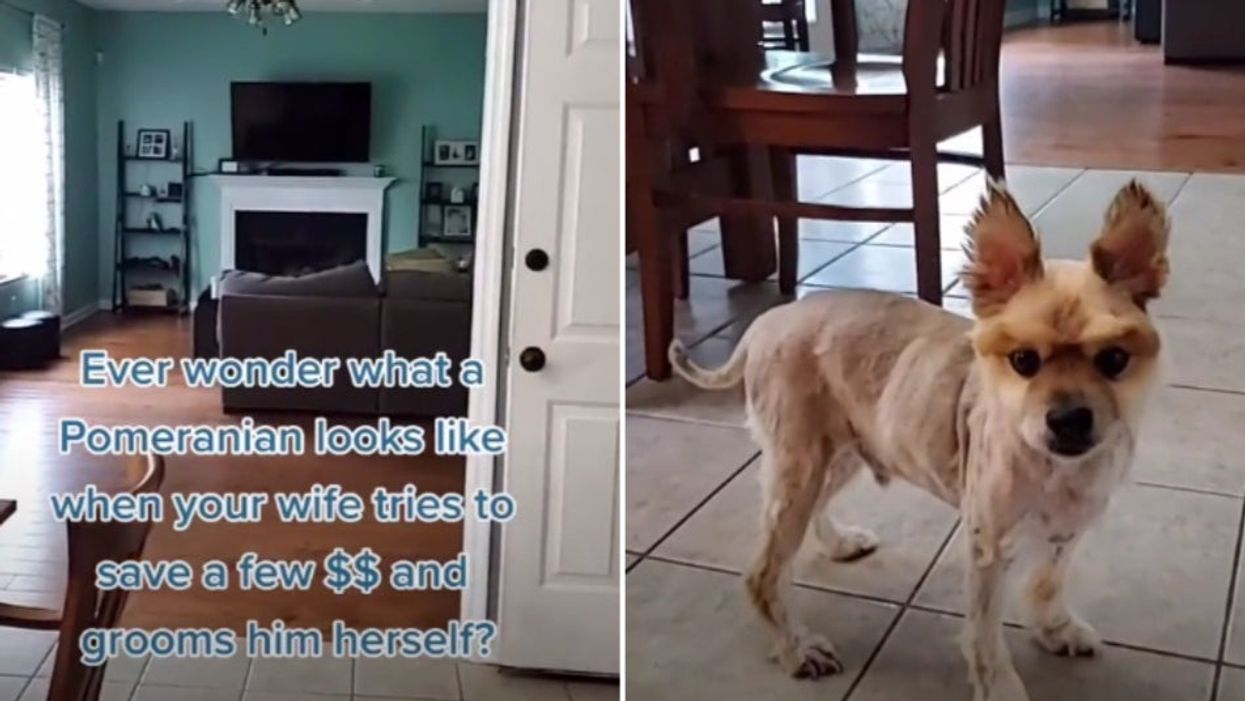 This is what happened when a woman tried to give her Pomeranian a haircut at home