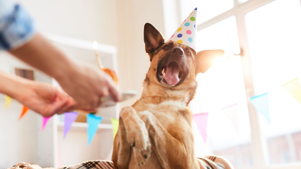 11 best gifts for celebrating national Spoil Your Dog Day on August 10th
