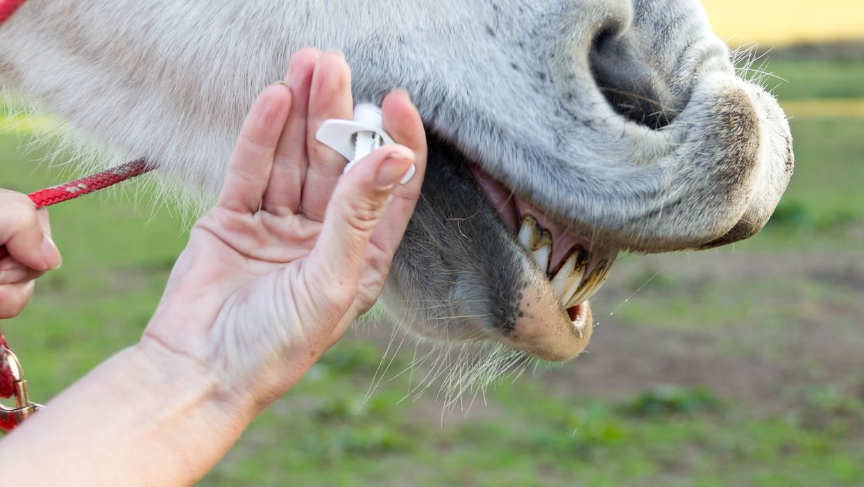 Vaccine skeptics are taking horse-strength dewormer to treat Covid, accidentally poisoning themselves